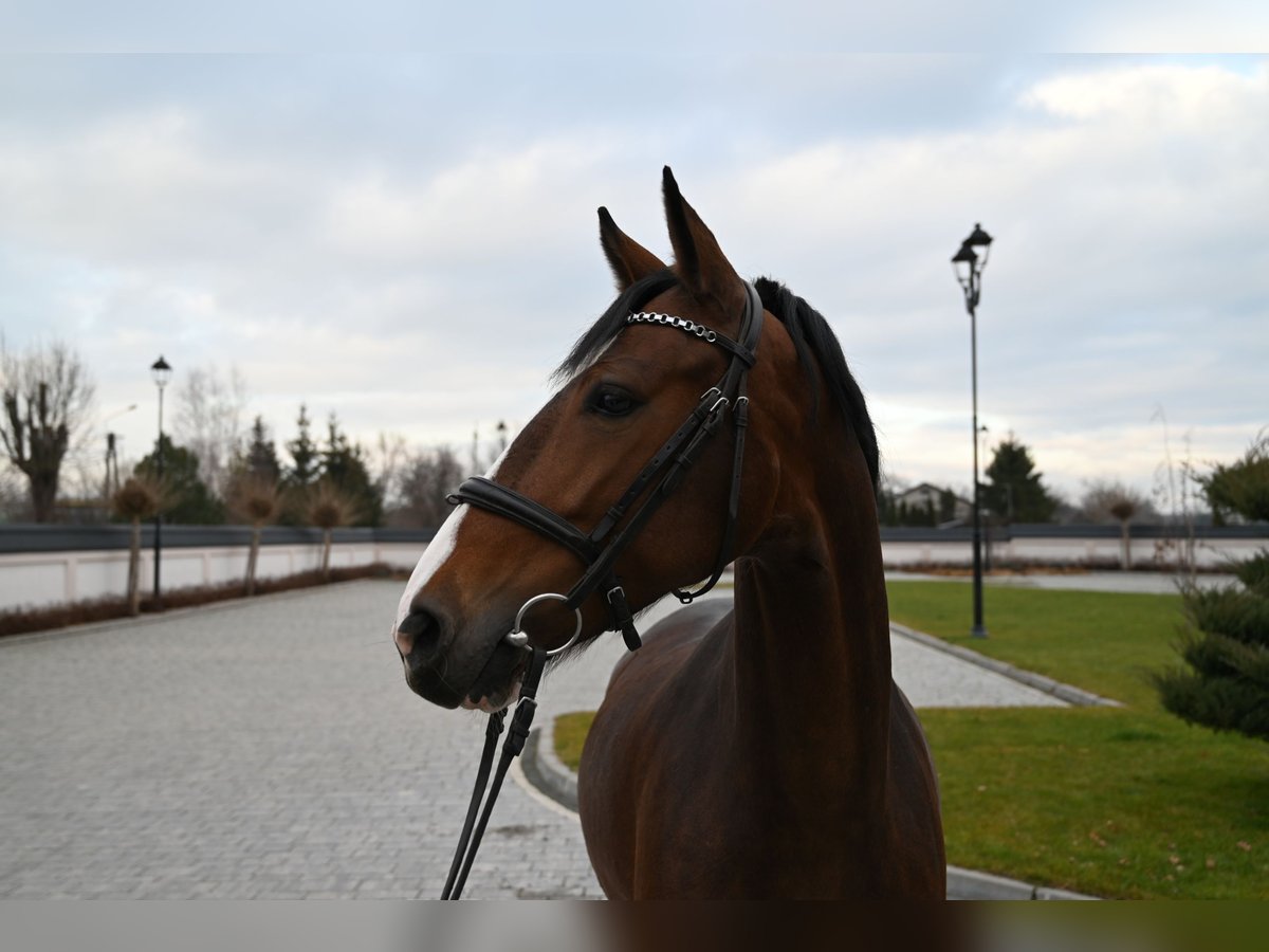 KWPN Jument 6 Ans 160 cm Bai cerise in Je&#x17C;&#xF3;w