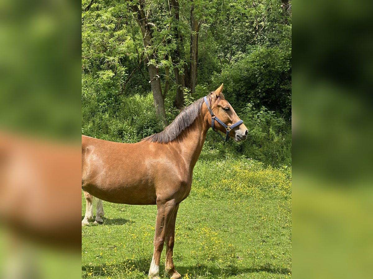 KWPN Jument 6 Ans 161 cm Alezan in P&#xF6;ls