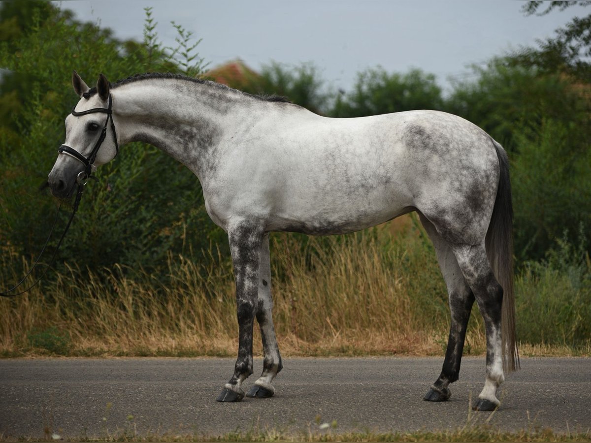 KWPN Jument 6 Ans 161 cm Gris in Baracs