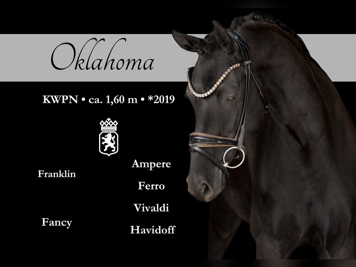 KWPN Jument 6 Ans 161 cm Noir in Wehringen
