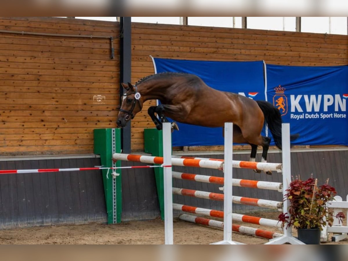 KWPN Jument 6 Ans 164 cm Bai brun in &#x27;s-Hertogenbosch