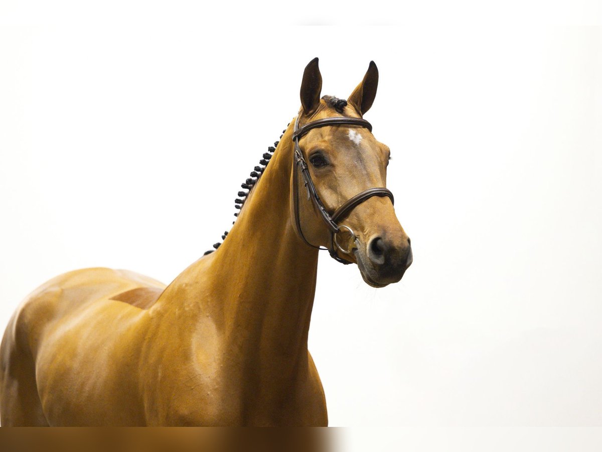 KWPN Jument 6 Ans 164 cm Bai in Waddinxveen