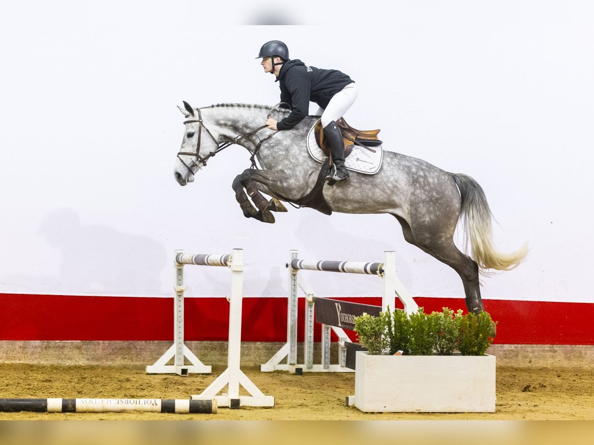 KWPN Jument 6 Ans 165 cm Gris in Waddinxveen