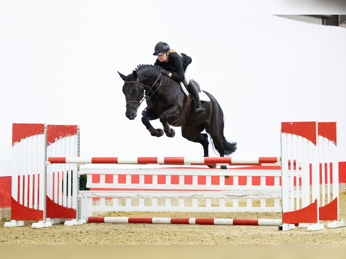 KWPN Jument 6 Ans 167 cm Noir in Waddinxveen