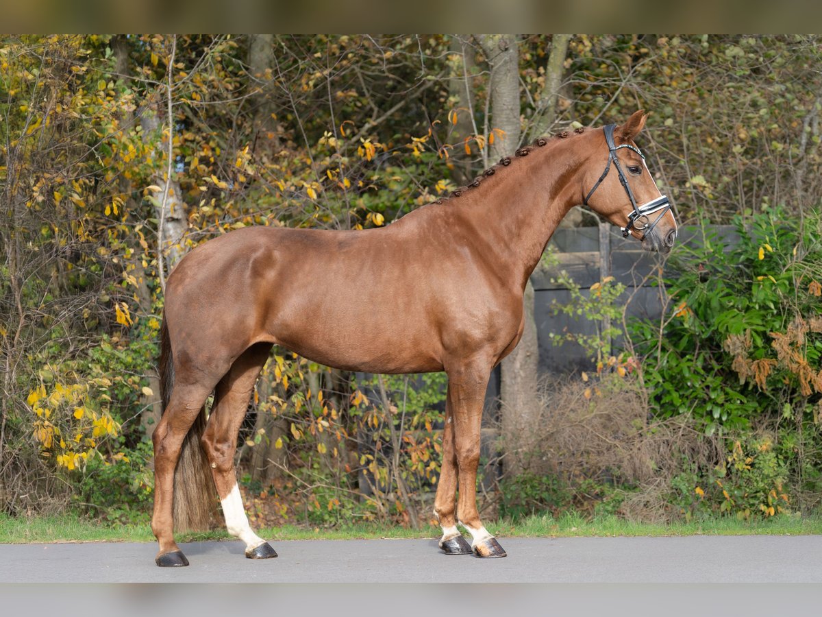 KWPN Jument 6 Ans 170 cm Alezan in Oosterhout