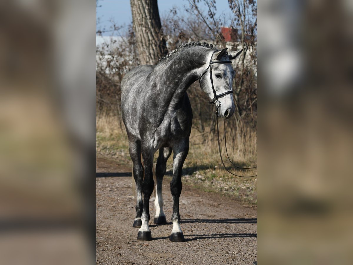 KWPN Jument 6 Ans 170 cm Gris in Gyula