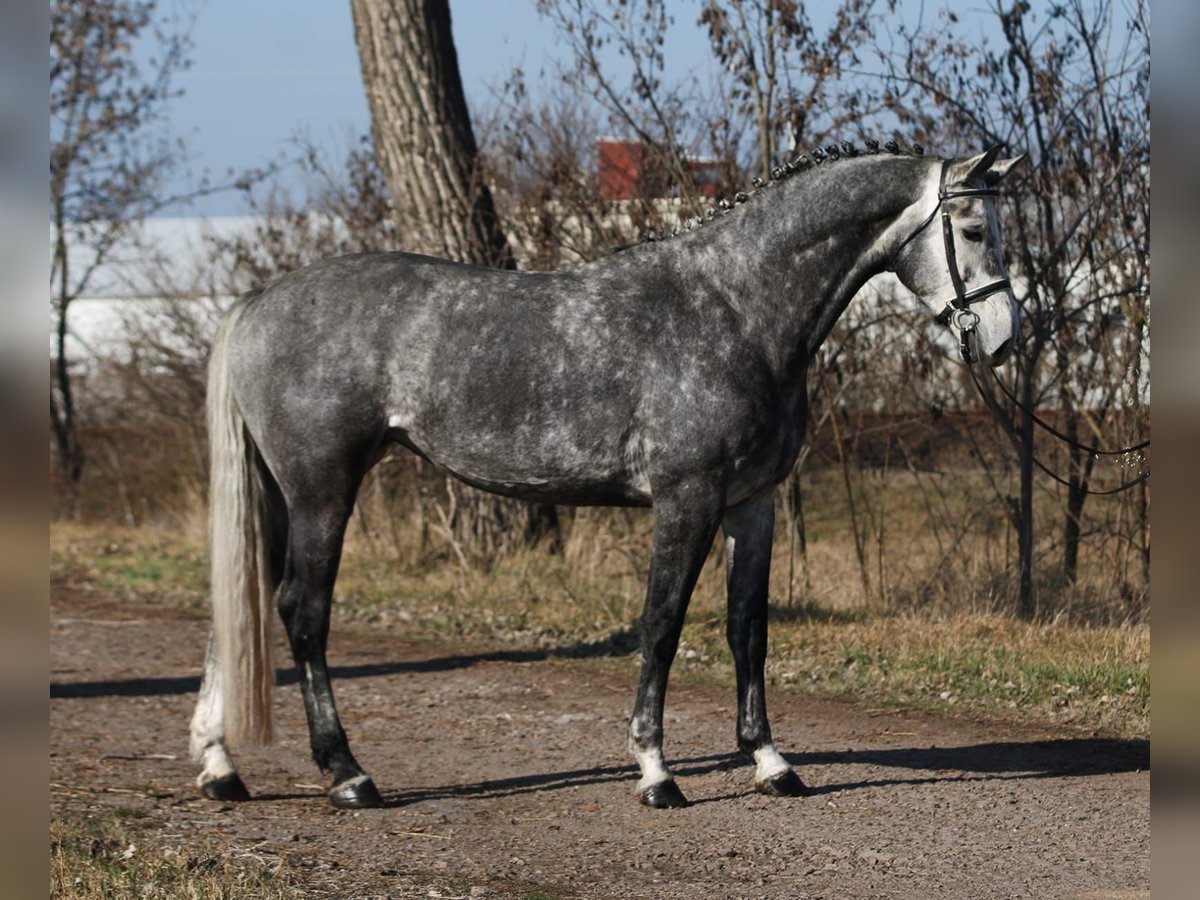 KWPN Jument 6 Ans 170 cm Gris pommelé in Debrecen