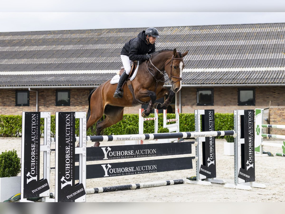 KWPN Jument 6 Ans 173 cm Bai brun in Waddinxveen