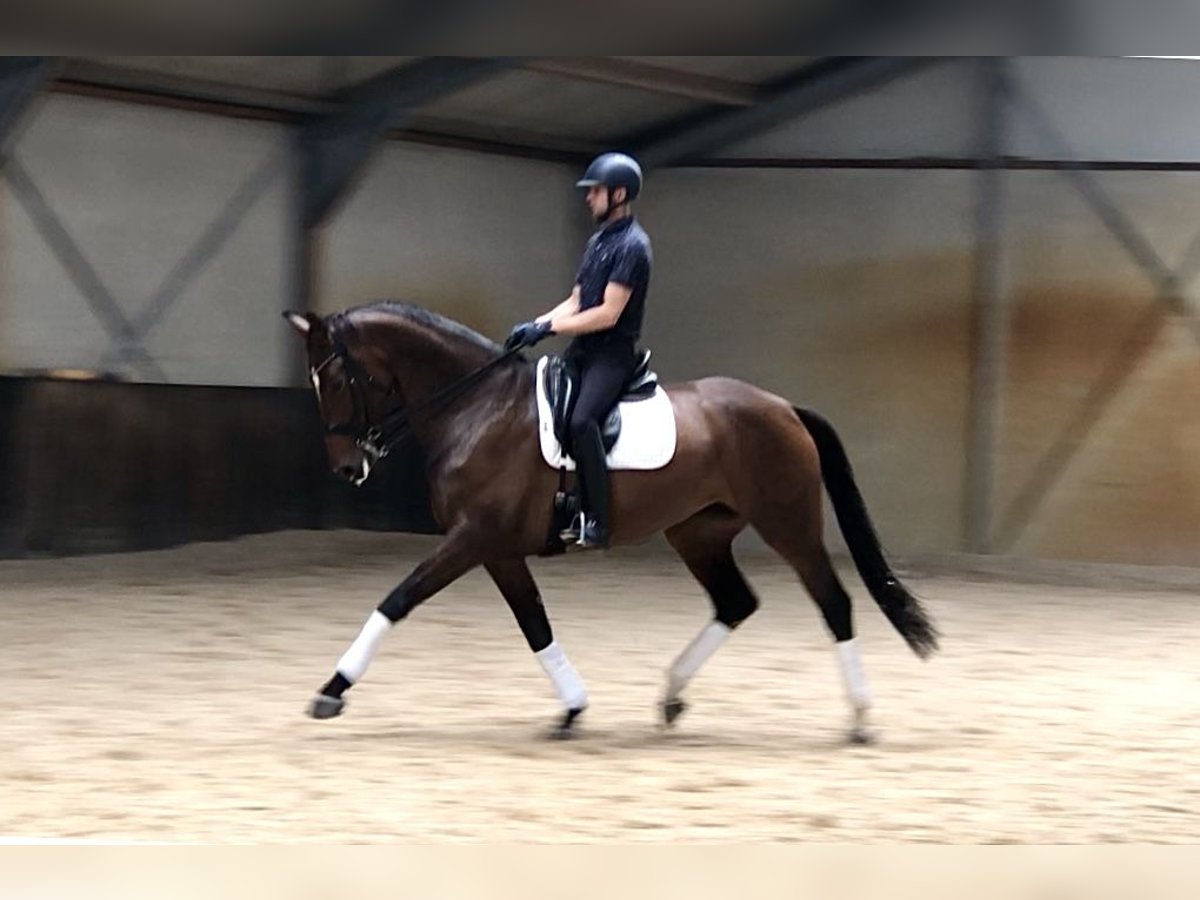 KWPN Jument 6 Ans 176 cm Bai brun in Neeritter