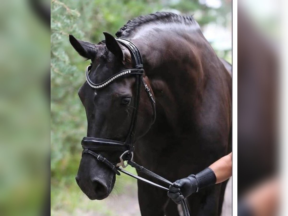 KWPN Jument 6 Ans 178 cm Noir in LA FERTE GAUCHER
