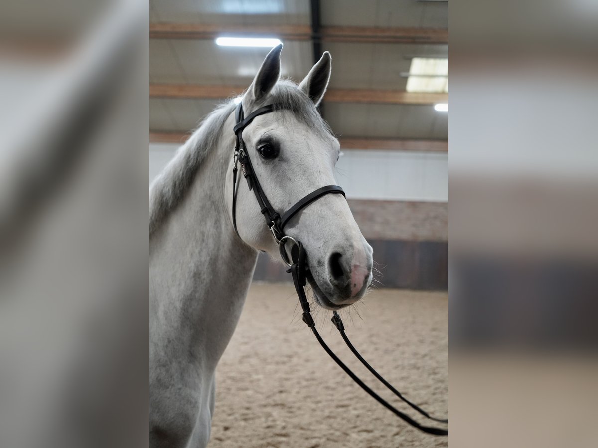 KWPN Jument 6 Ans Gris in Borne