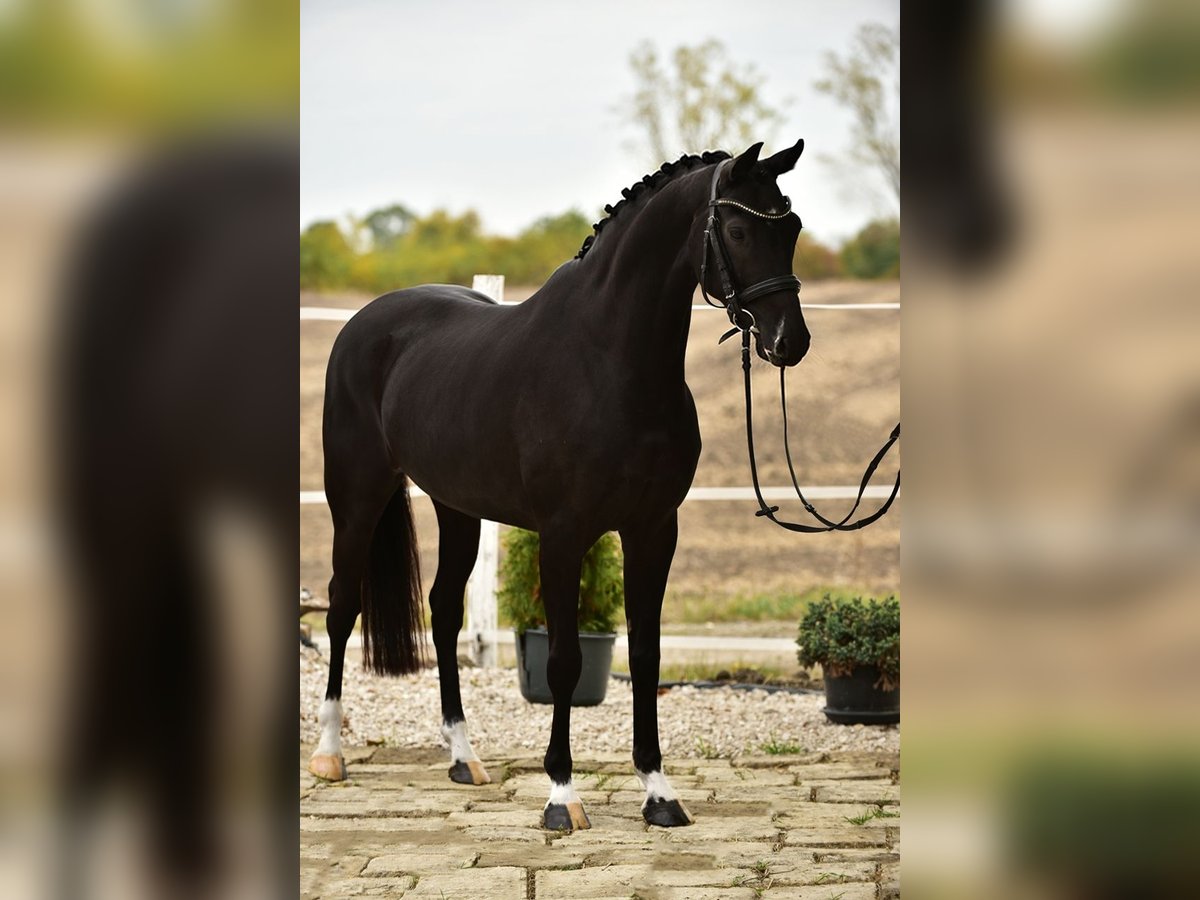 KWPN Jument 7 Ans 160 cm Noir in B&#xE9;k&#xE9;sszentandr&#xE1;s