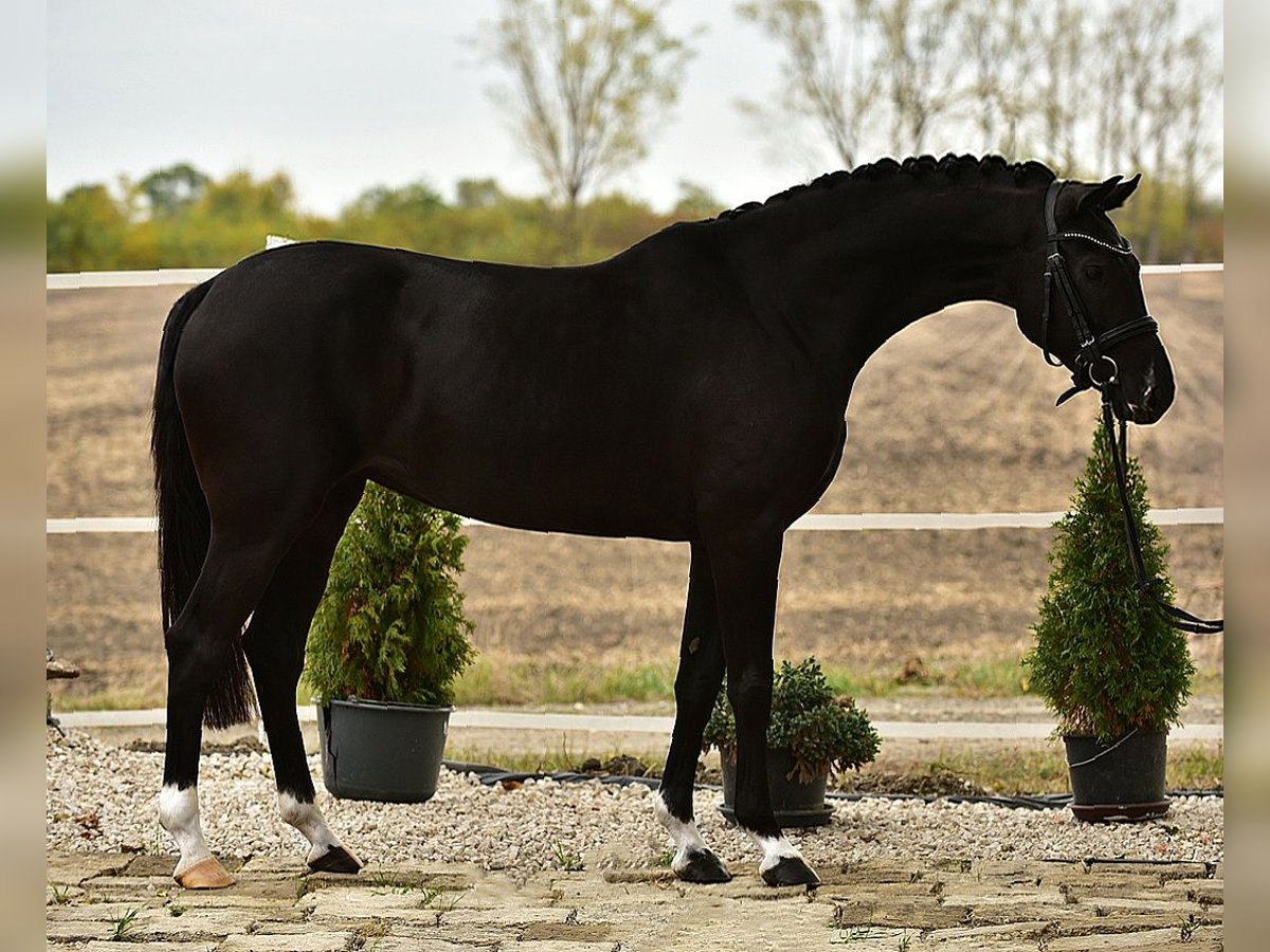 KWPN Jument 7 Ans 160 cm Noir in B&#xE9;k&#xE9;sszentandr&#xE1;s