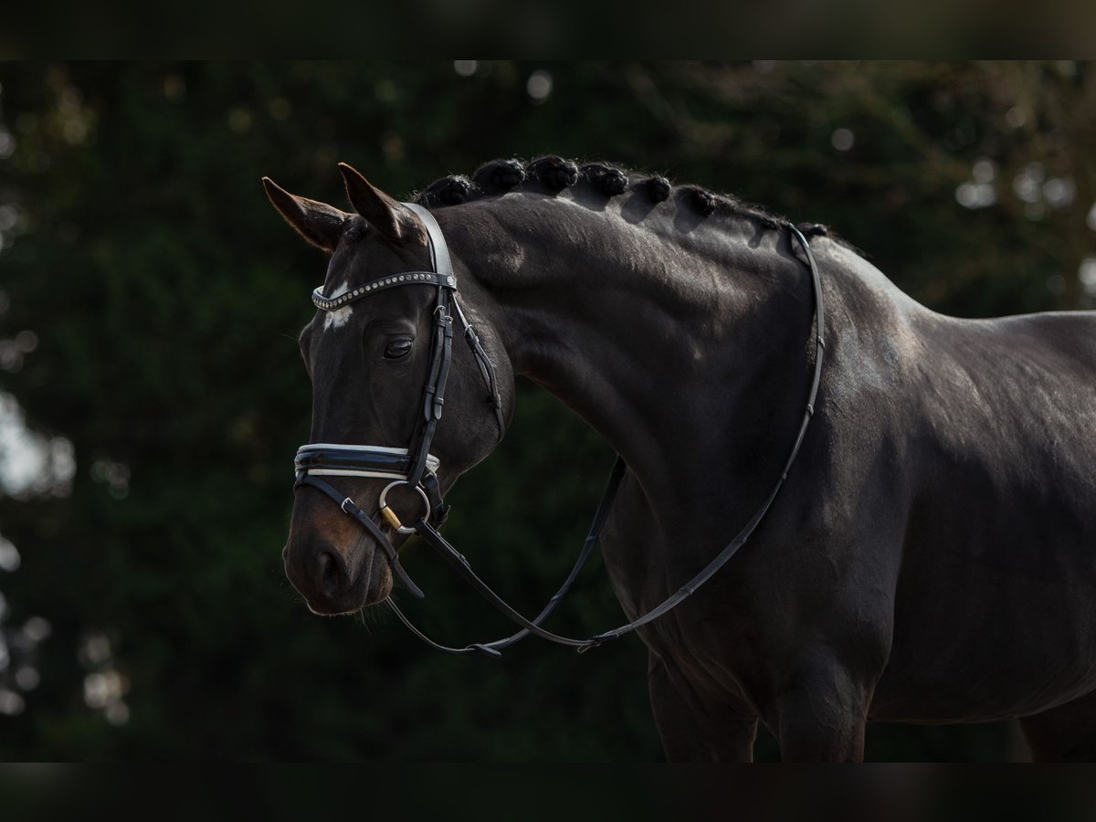 KWPN Jument 7 Ans 163 cm Bai brun in Dorst