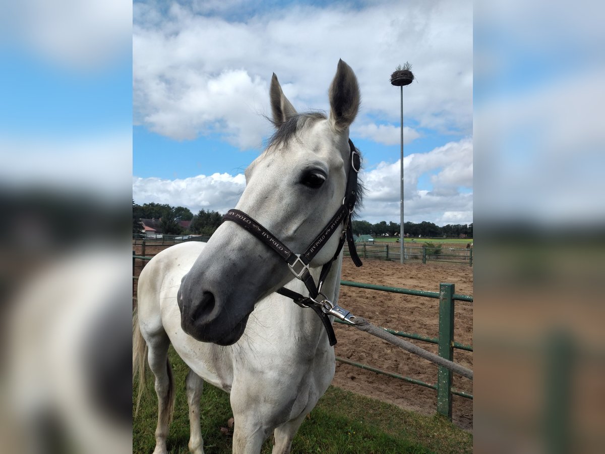 KWPN Jument 7 Ans 164 cm Gris in Steinhöfel OT Behlendorf