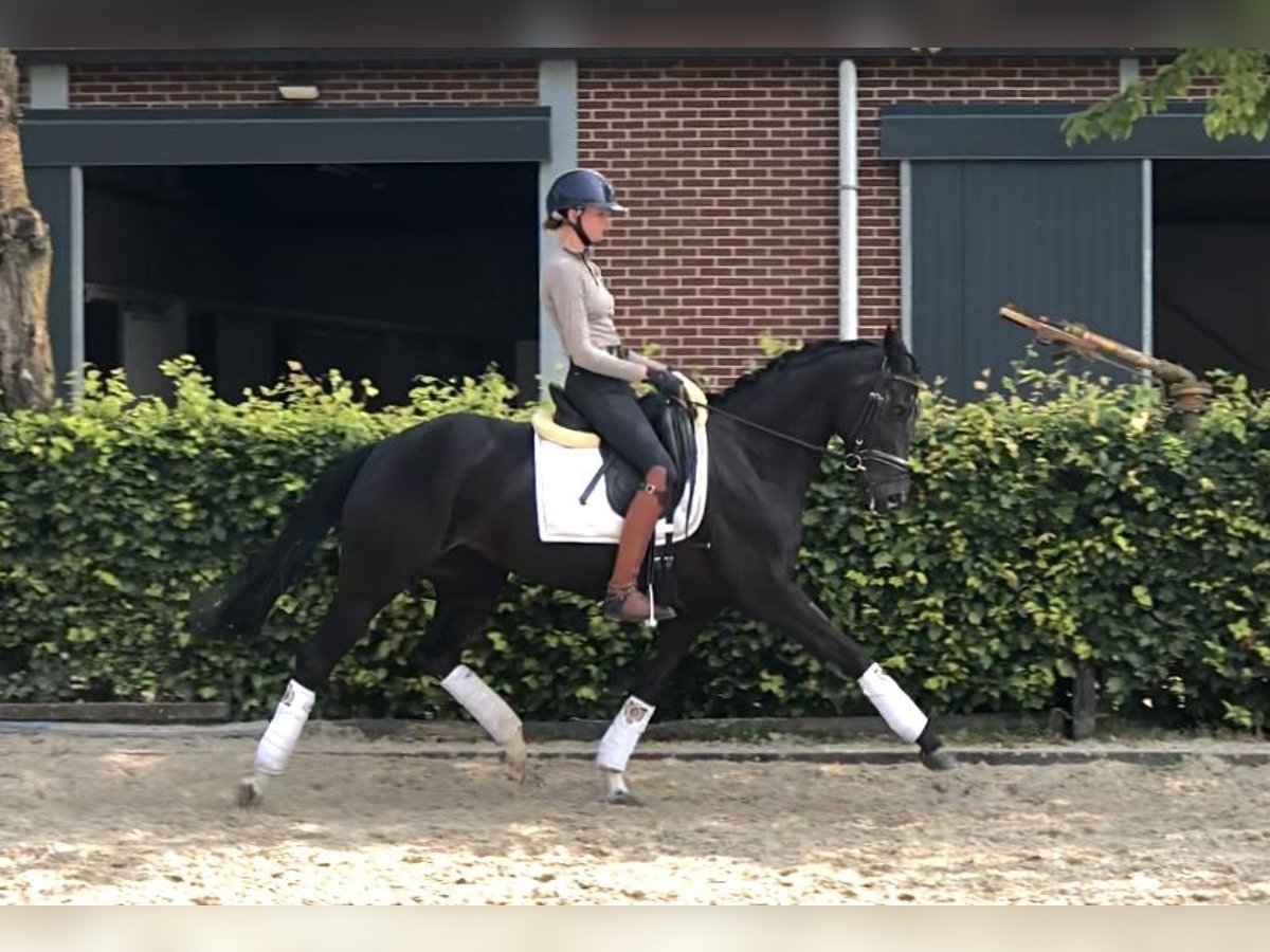 KWPN Jument 7 Ans 165 cm Noir in Neeritter