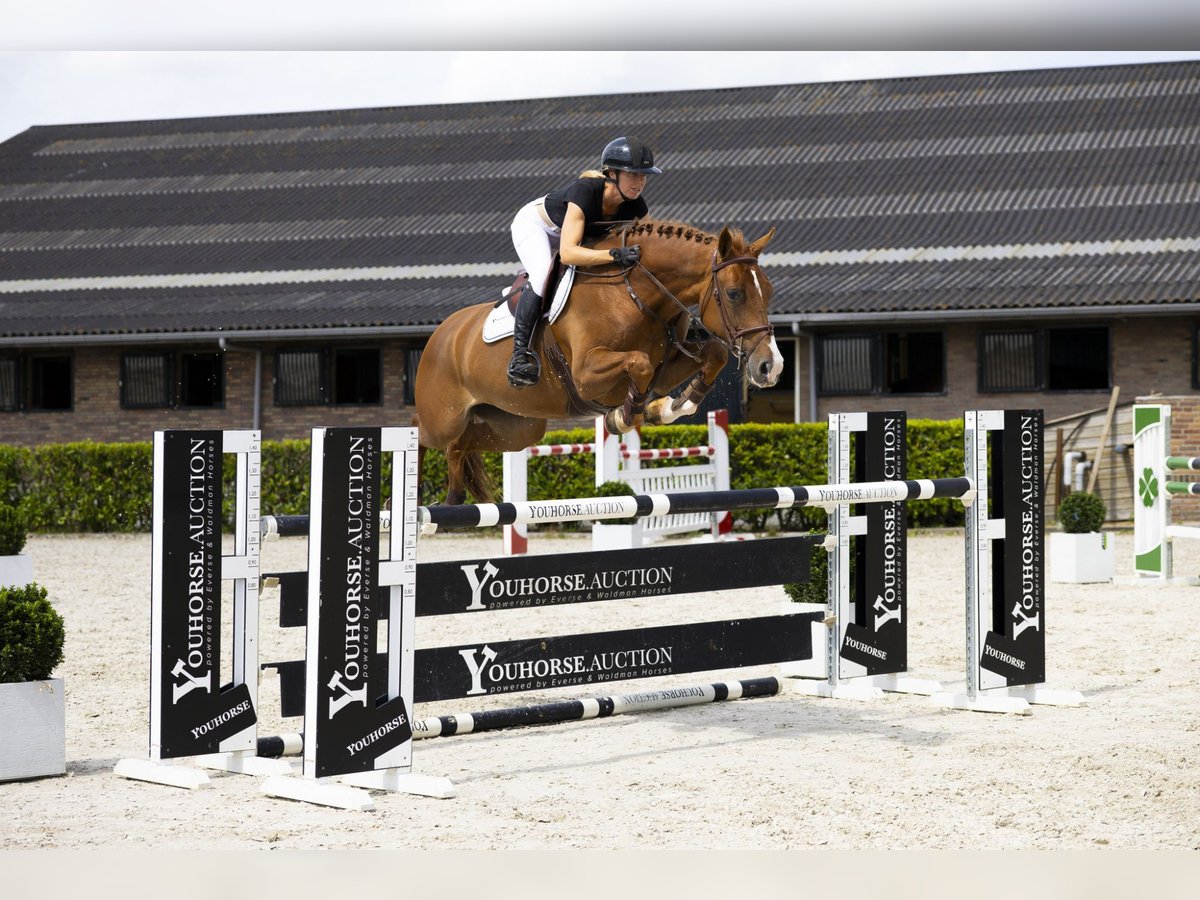 KWPN Jument 7 Ans 166 cm Alezan in Waddinxveen