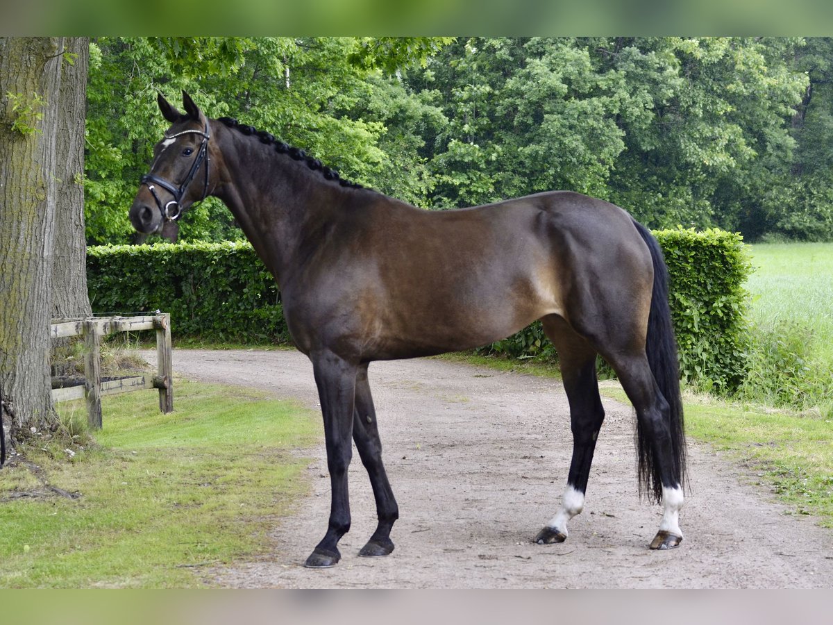 KWPN Jument 7 Ans 167 cm Bai brun in Winterswijk Brinkheurne