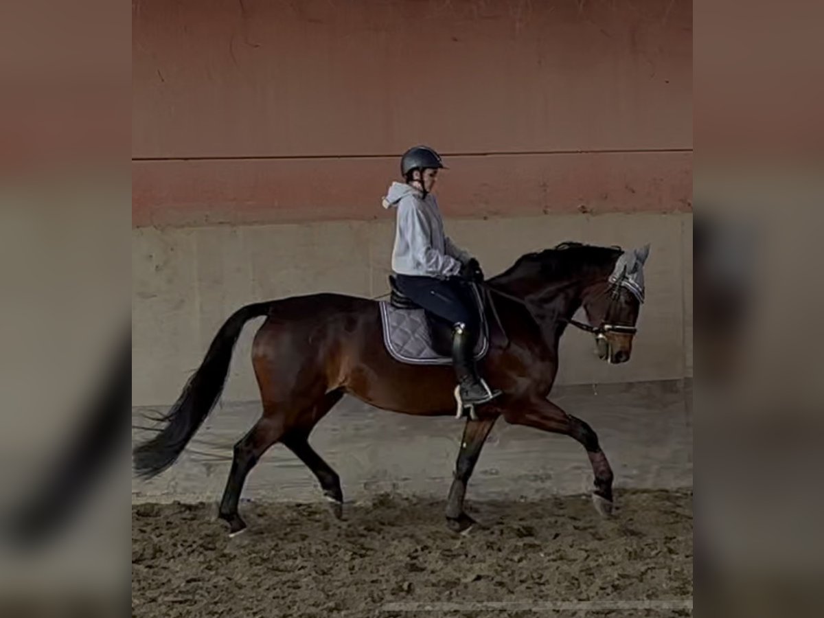 KWPN Jument 7 Ans 167 cm Bai brun in Modena