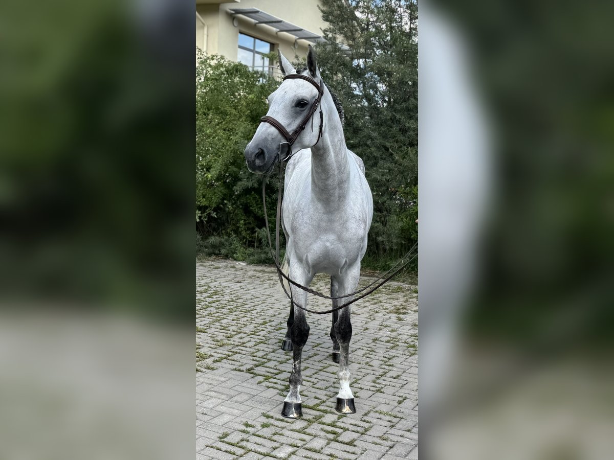 KWPN Jument 7 Ans 167 cm Gris in GROTE-BROGEL