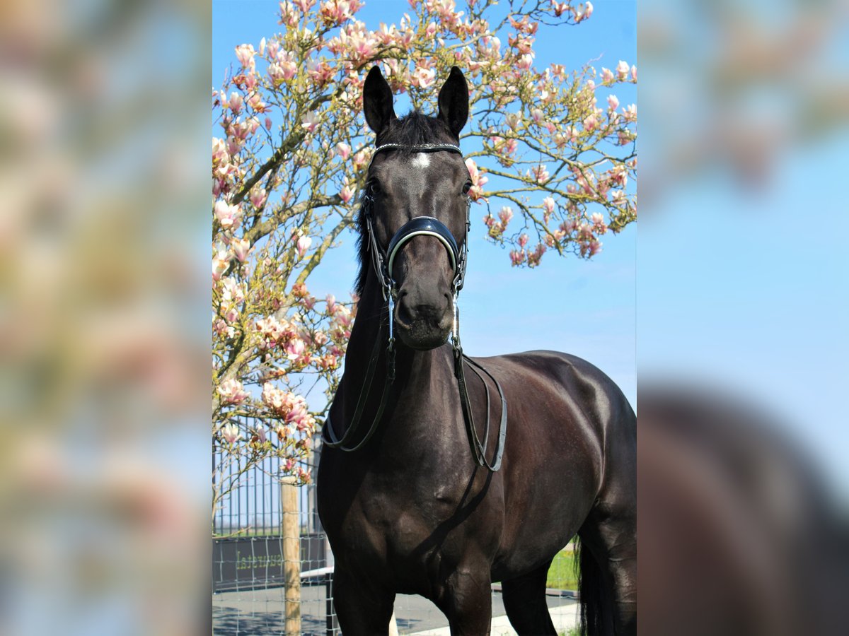 KWPN Jument 7 Ans 169 cm Noir in Groot-Ammers