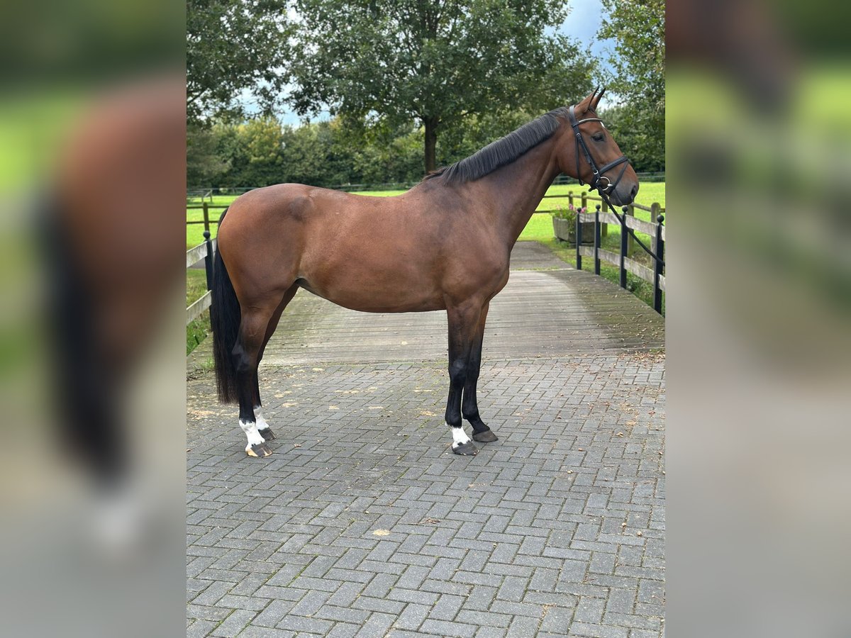 KWPN Jument 7 Ans 170 cm Bai in Haaksbergen