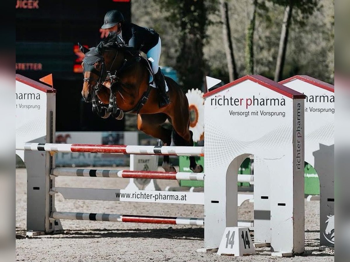 KWPN Jument 7 Ans 170 cm Bai in Burgenland