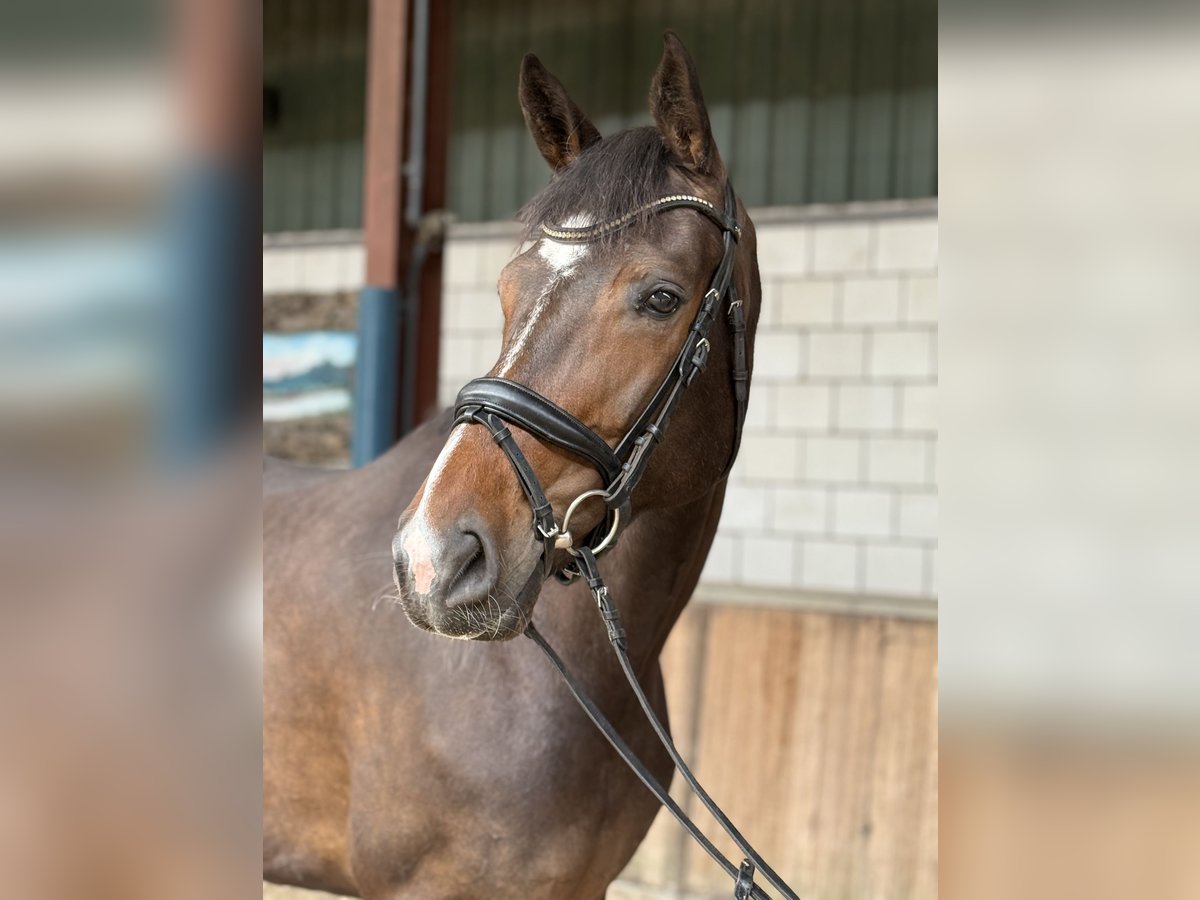 KWPN Jument 7 Ans 172 cm Bai brun in Oud Gastel