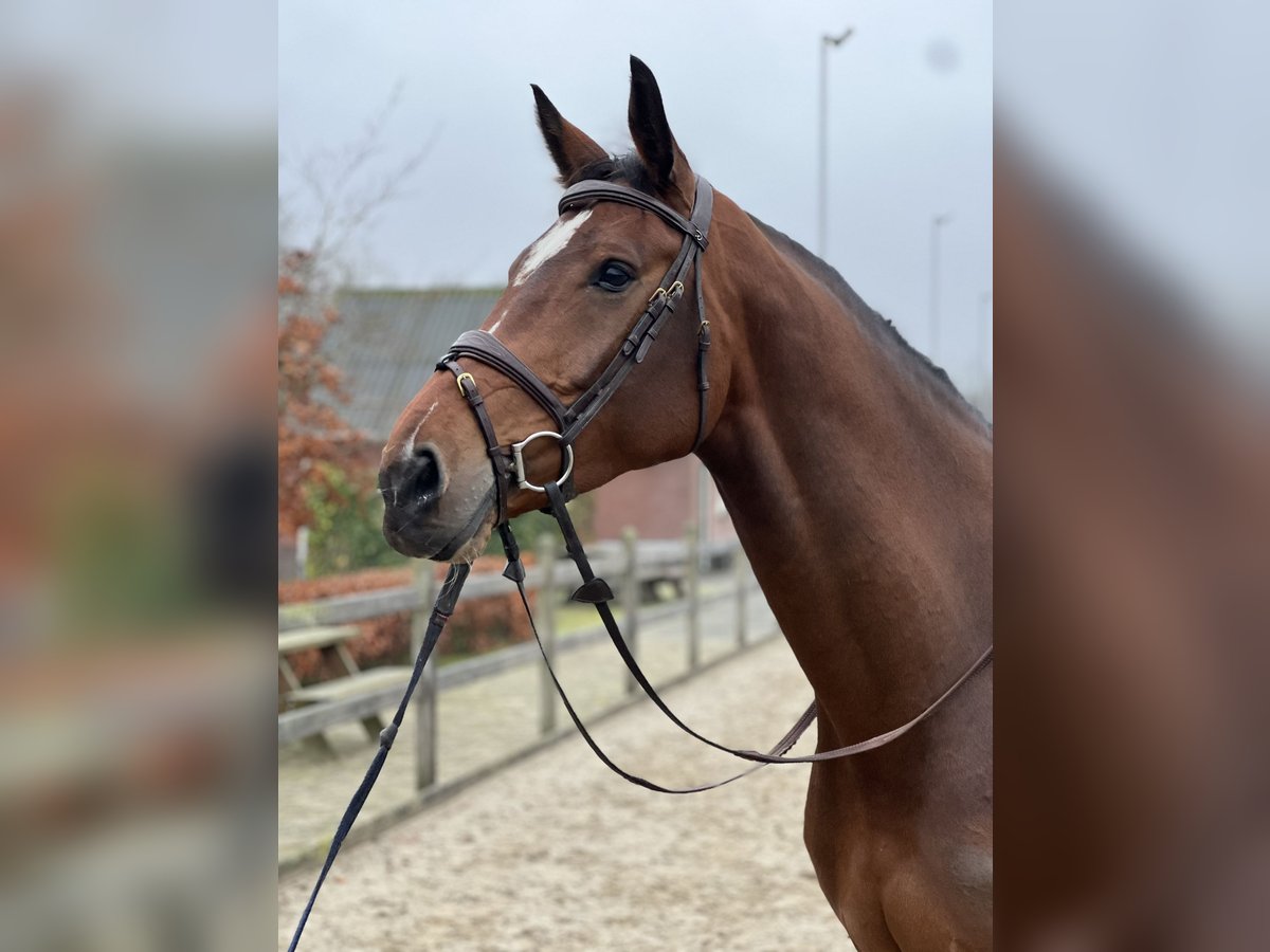 KWPN Jument 7 Ans 174 cm Bai in De Heurne