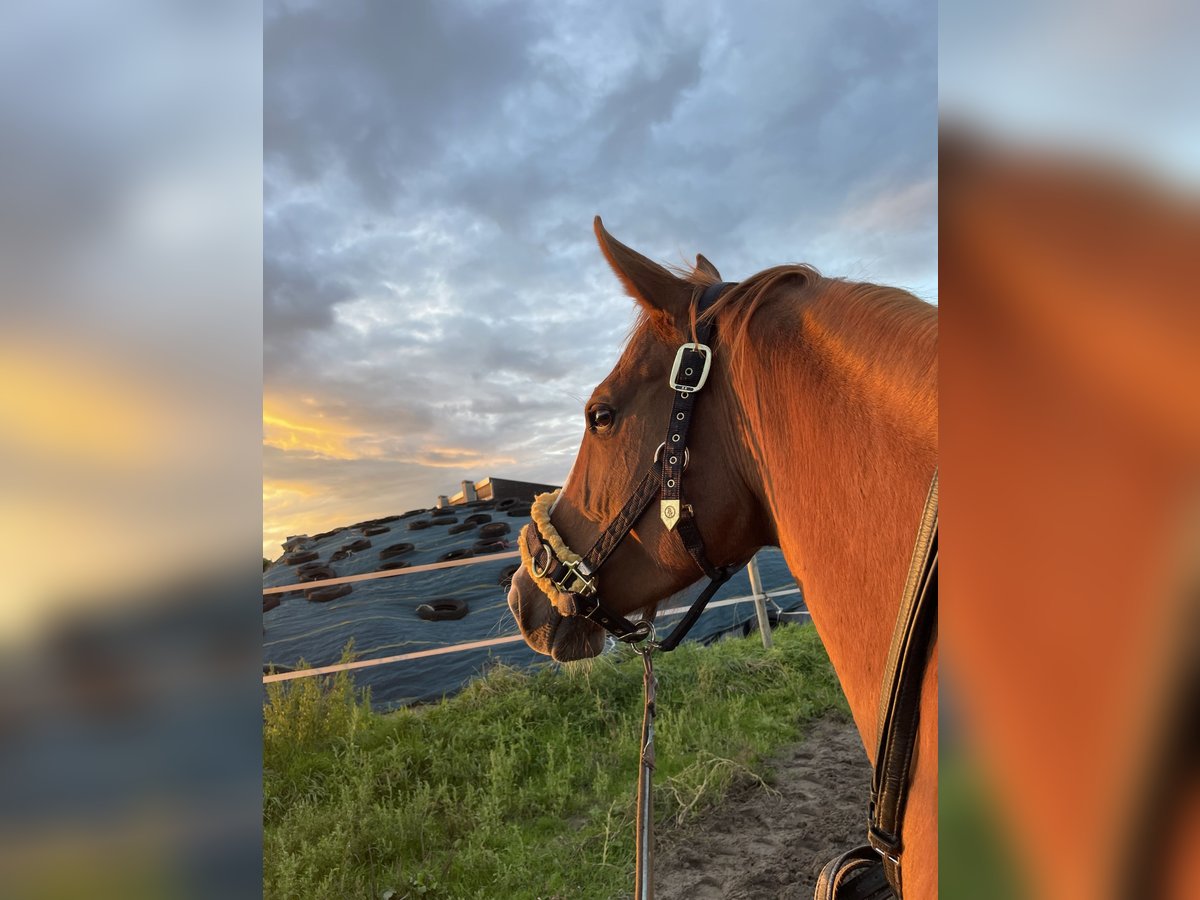 KWPN Jument 7 Ans Alezan in Leer (Ostfriesland)