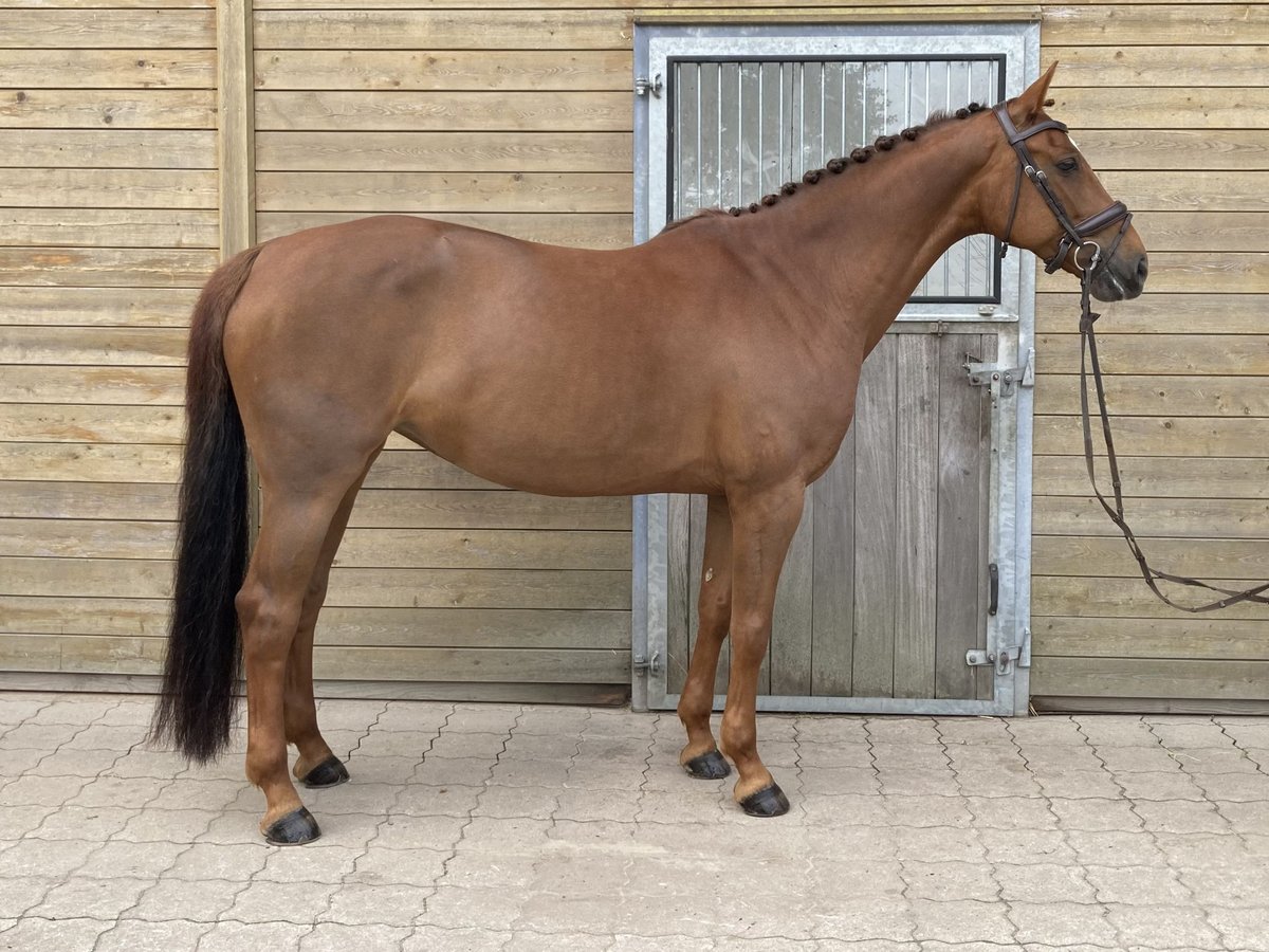 KWPN Jument 8 Ans 164 cm Alezan brûlé in Bremen