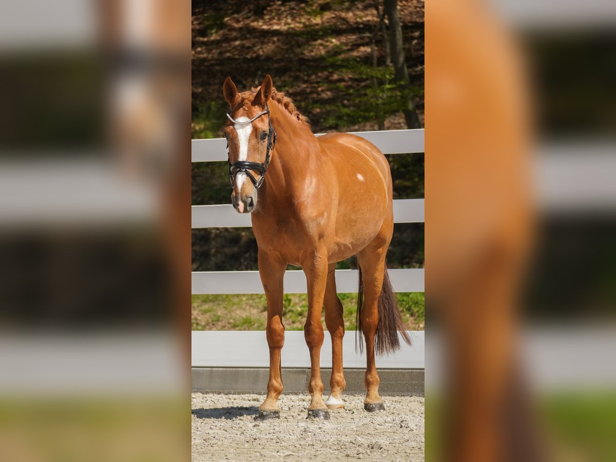 KWPN Jument 8 Ans 165 cm Alezan in Nettersheim