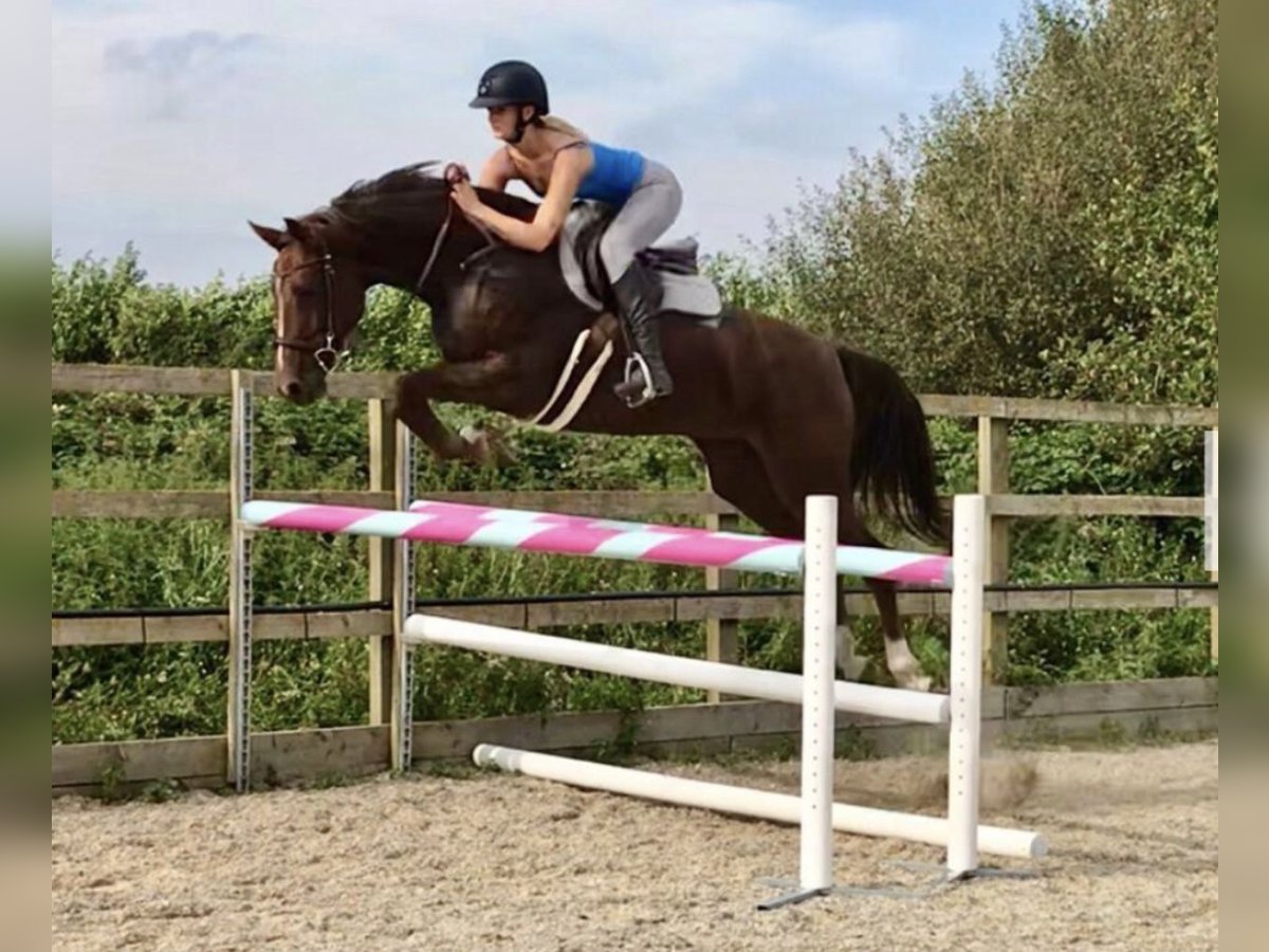 KWPN Jument 8 Ans 167 cm Alezan brûlé in Canterbury