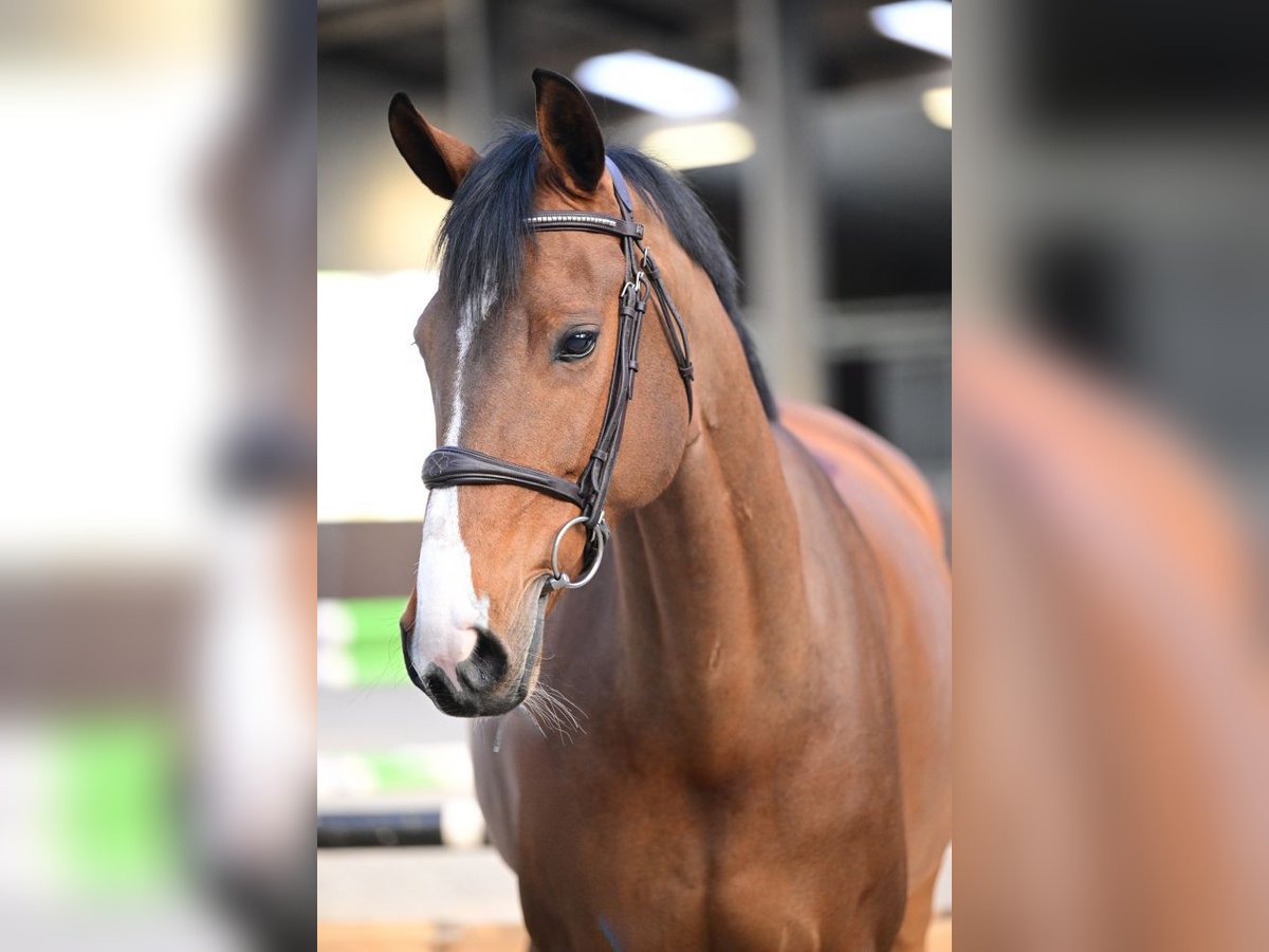 KWPN Jument 8 Ans 167 cm Bai cerise in Bladel