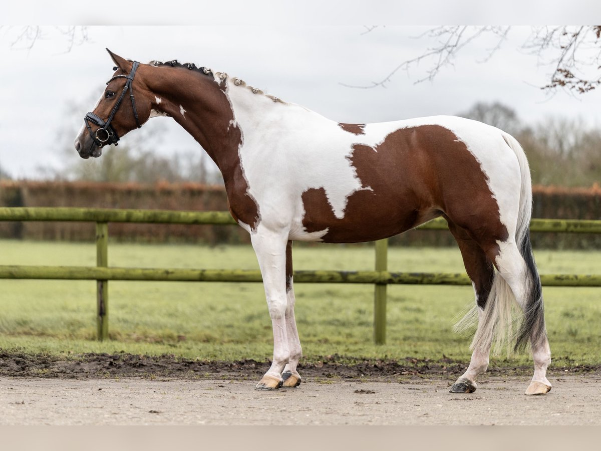 KWPN Jument 8 Ans 167 cm Pinto in Moergestel