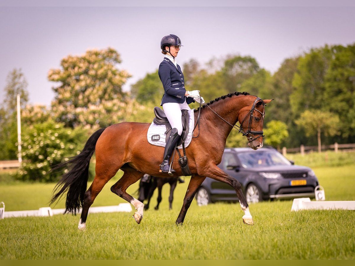 KWPN Jument 8 Ans 168 cm Bai in Raerd