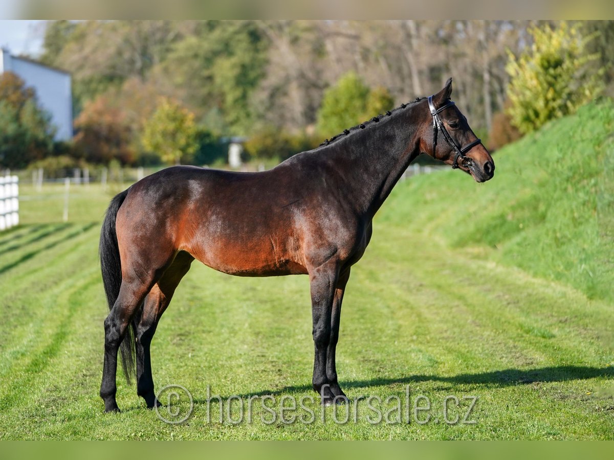 KWPN Jument 8 Ans 168 cm in Olomouc