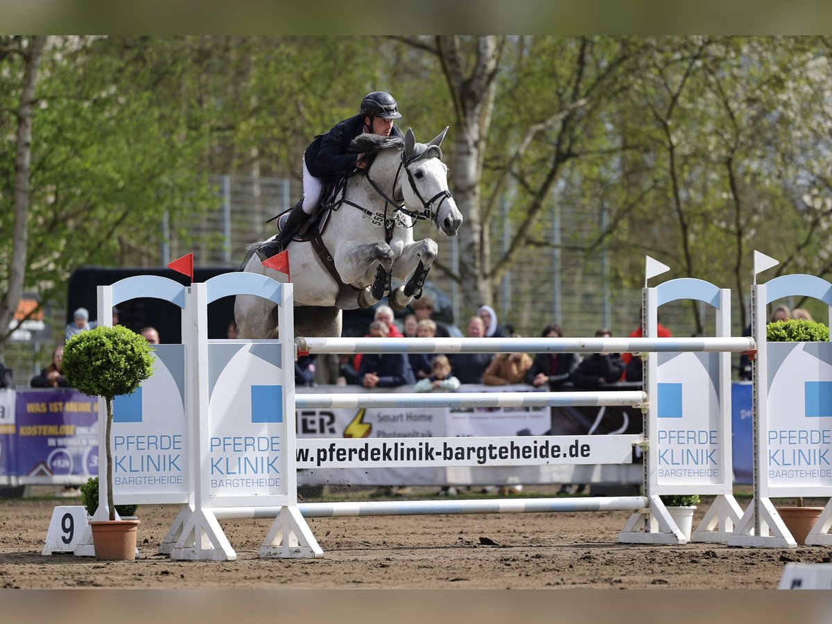 KWPN Jument 8 Ans 169 cm Gris in L&#xFC;beckL&#xFC;beck