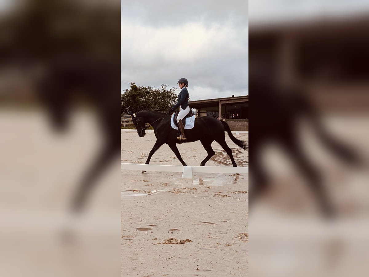 KWPN Jument 8 Ans 170 cm Bai brun in Niederpr&#xFC;m