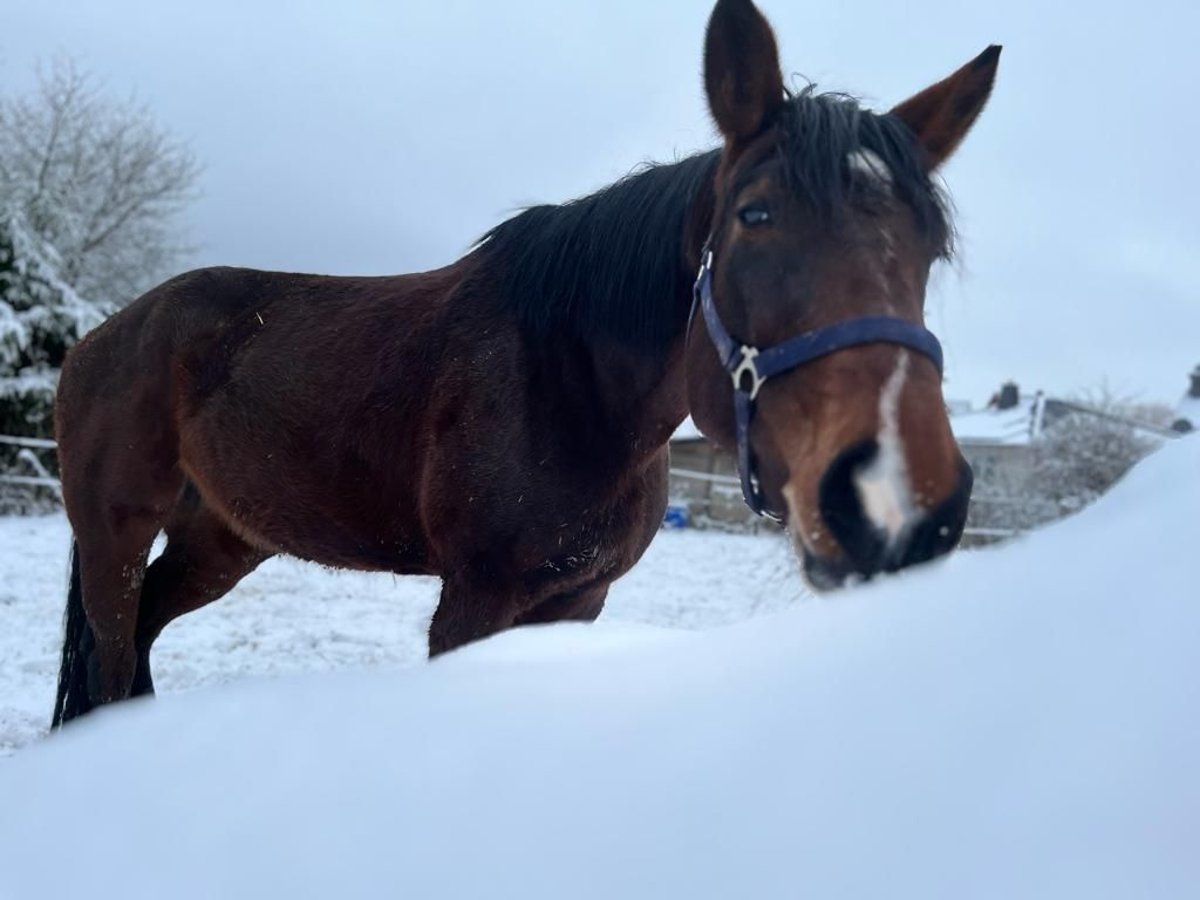 KWPN Jument 8 Ans 174 cm Bai brun foncé in Gunzenhausen