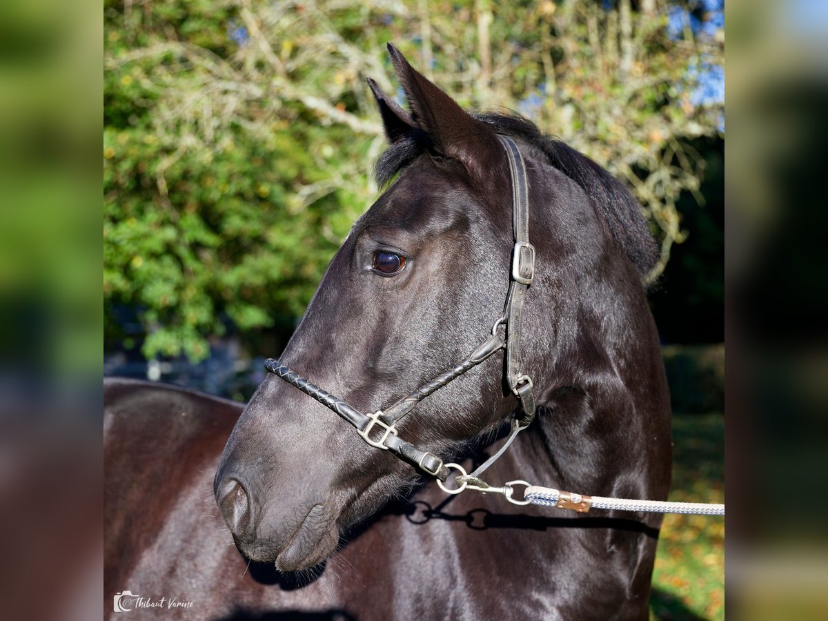 KWPN Jument 9 Ans 164 cm Bai brun foncé in GLANVILLE