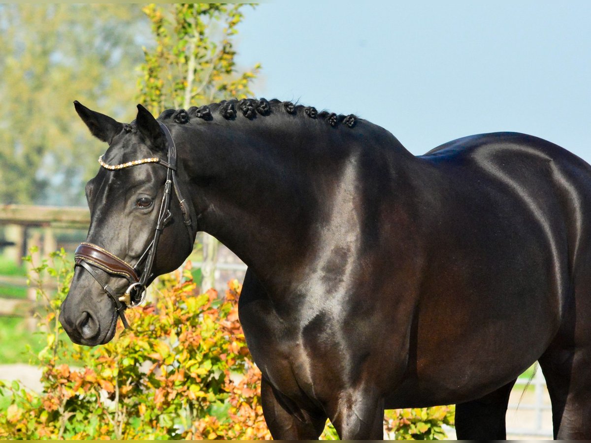 KWPN Jument 9 Ans 167 cm Noir in Kedichem