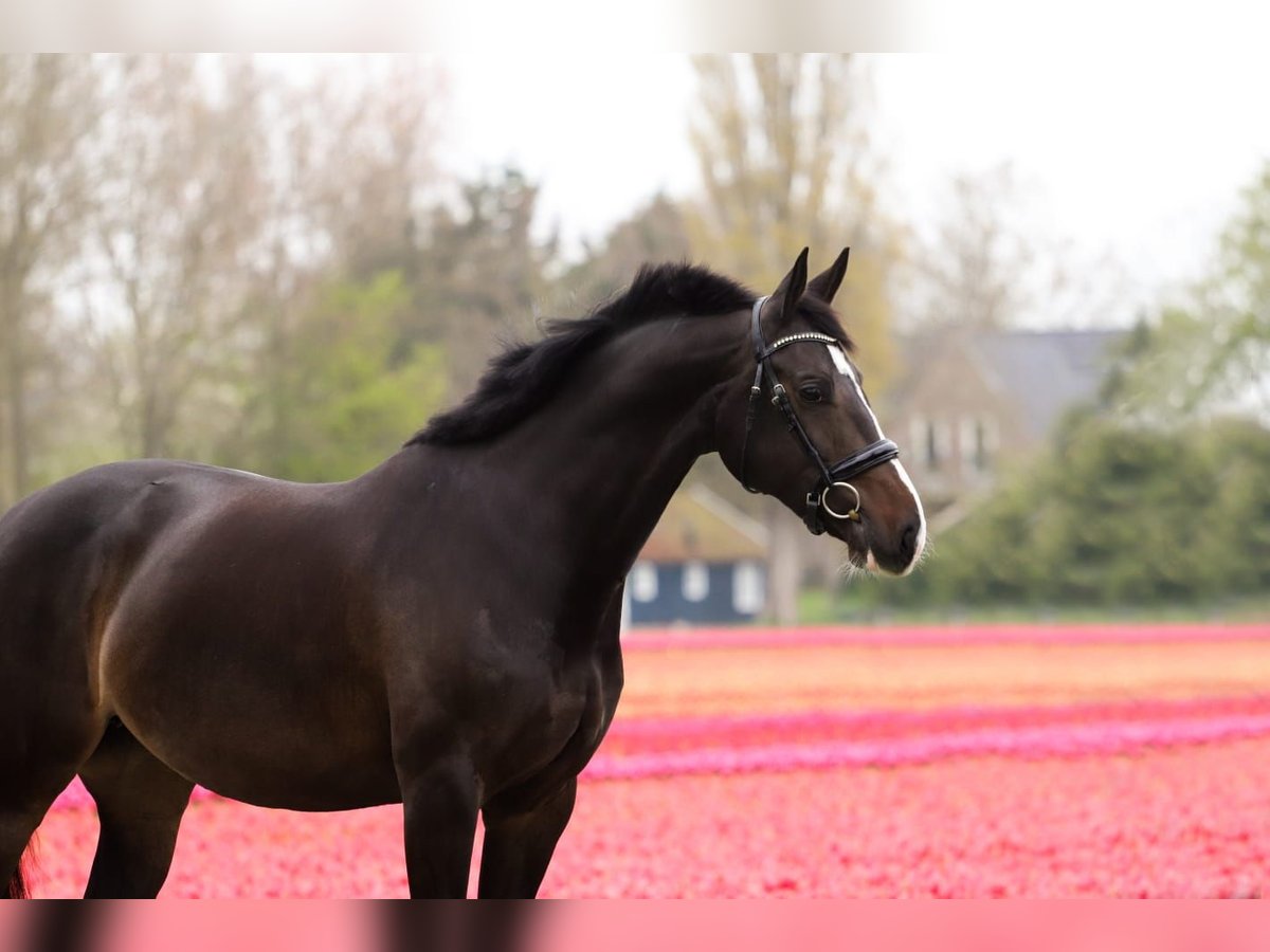 KWPN Jument 9 Ans 168 cm Bai brun foncé in Venhuizen