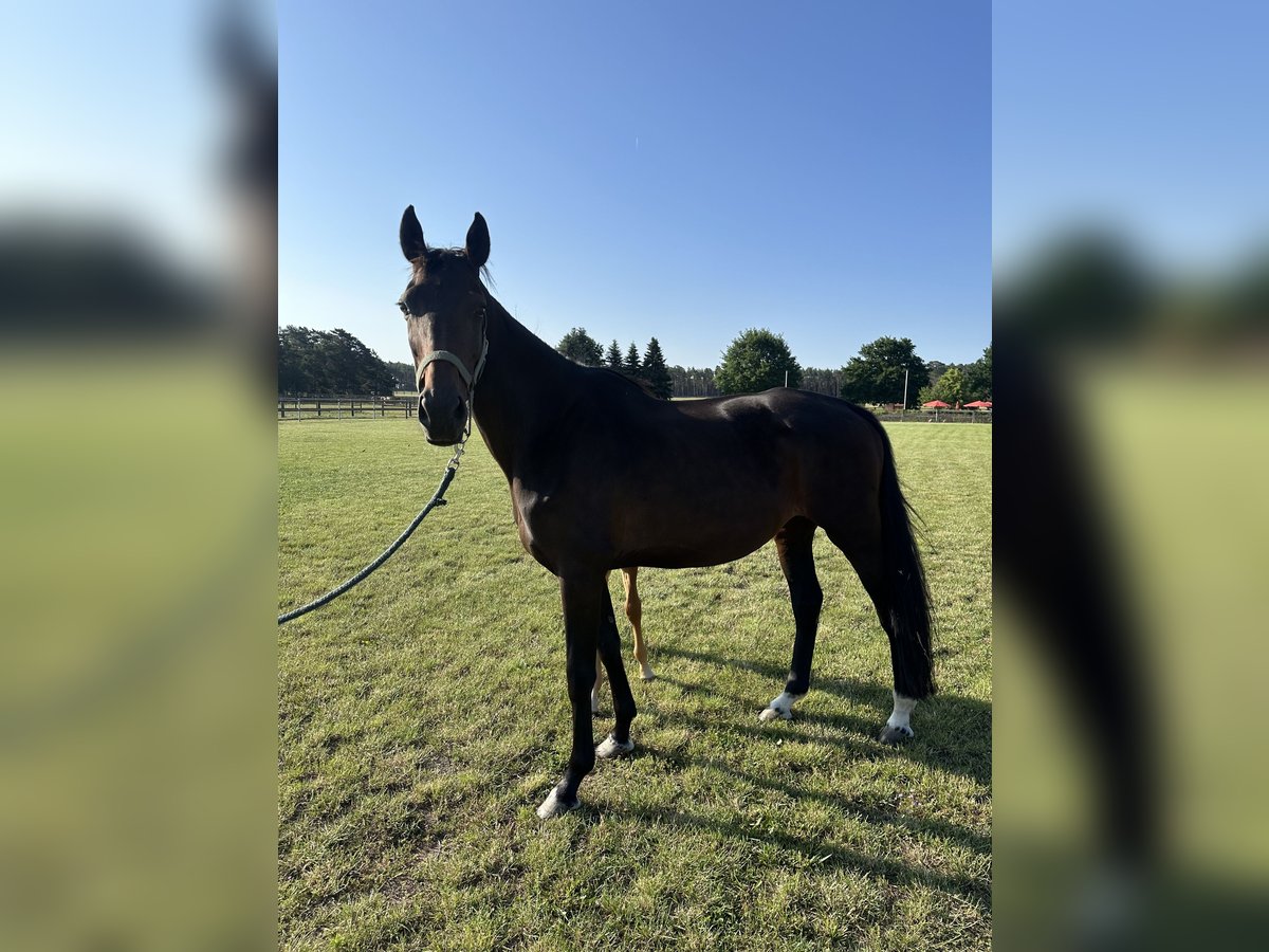 KWPN Jument 9 Ans 168 cm Bai in Niemegk
