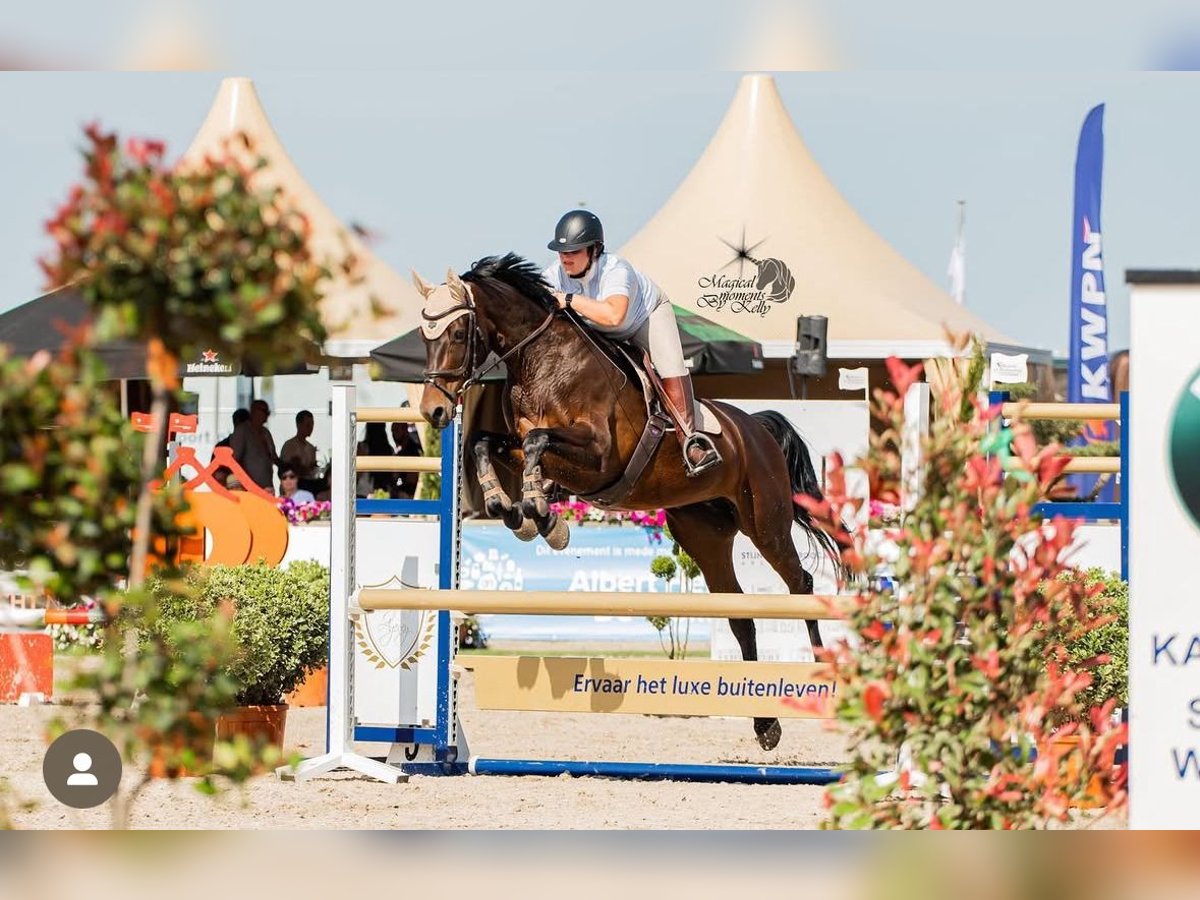 KWPN Jument 9 Ans 170 cm Bai brun in Oirsbeek