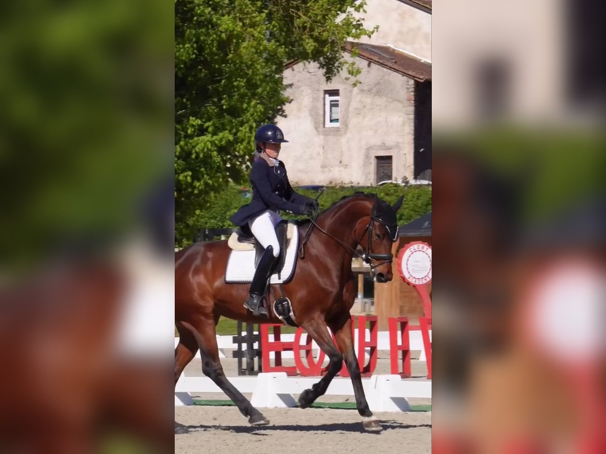 KWPN Jument 9 Ans 172 cm Bai in Sardieu