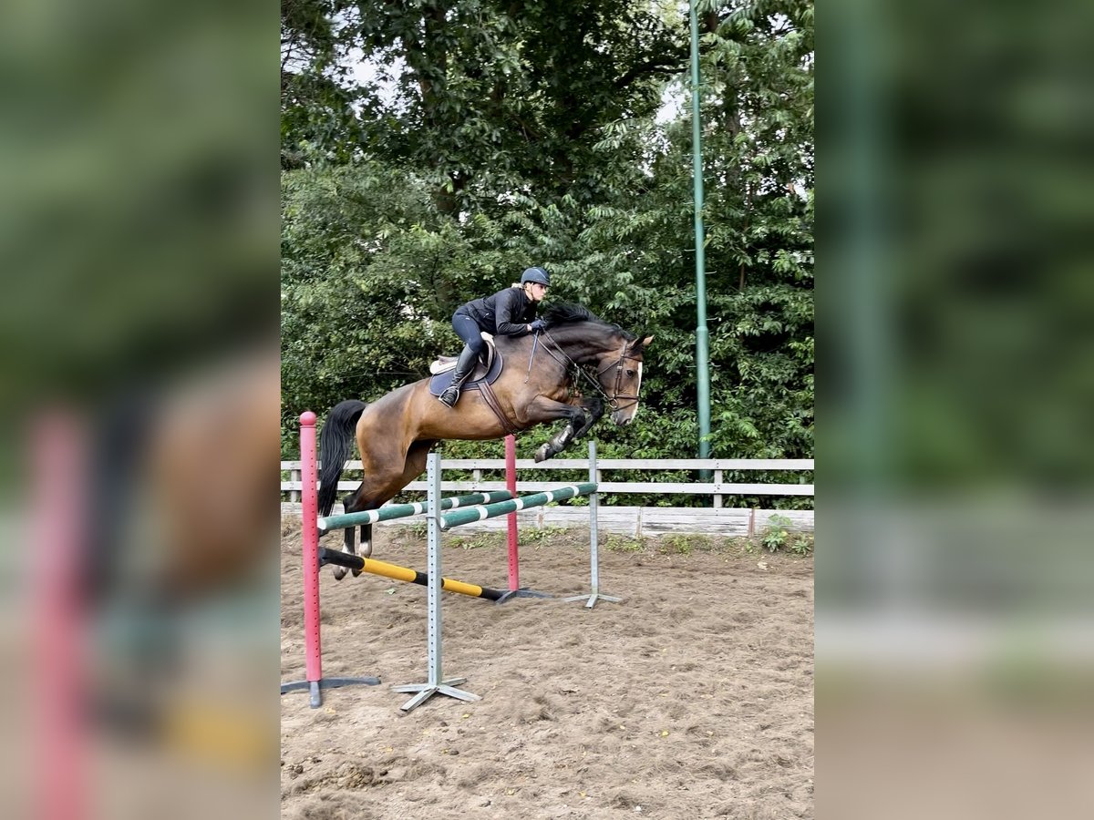 KWPN Jument 9 Ans 178 cm Bai brun in Bilthoven