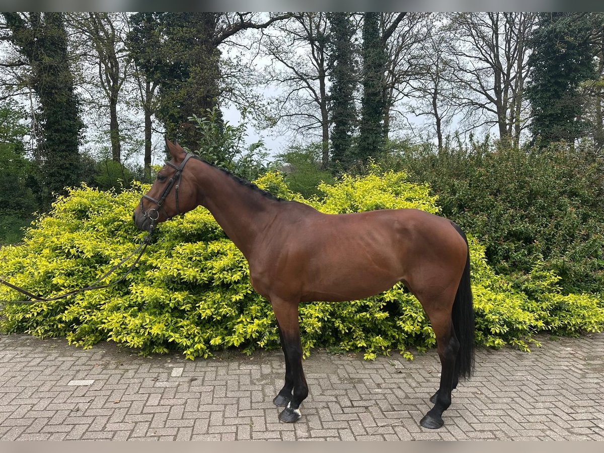 KWPN Jument 9 Ans Bai in GROTE BROGEL