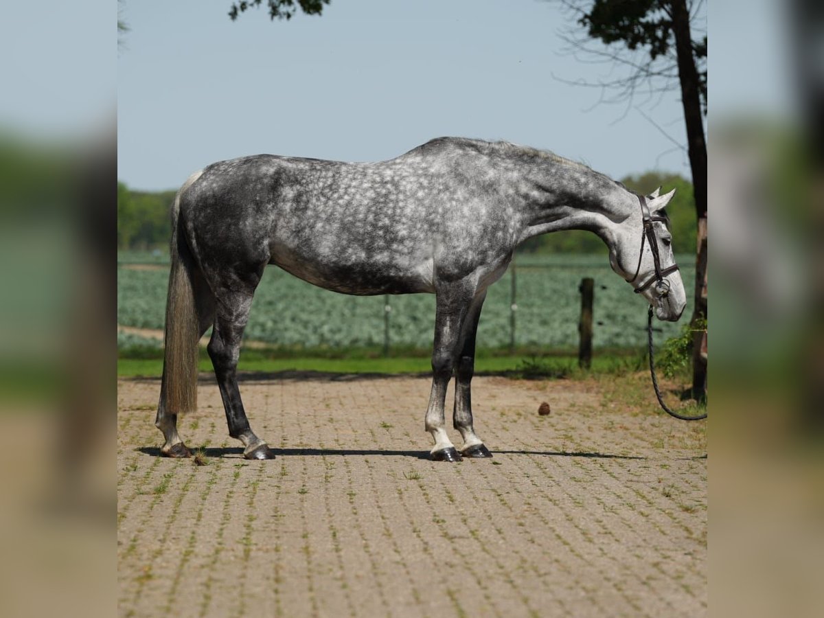 KWPN Jument 9 Ans Blanc in GROTE BROGEL