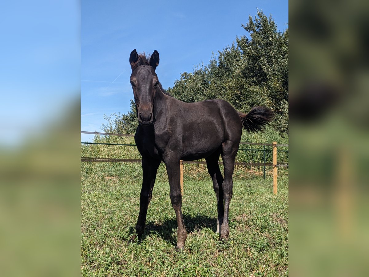 KWPN Jument Poulain (05/2025) 170 cm Bai brun foncé in Wellerlooi